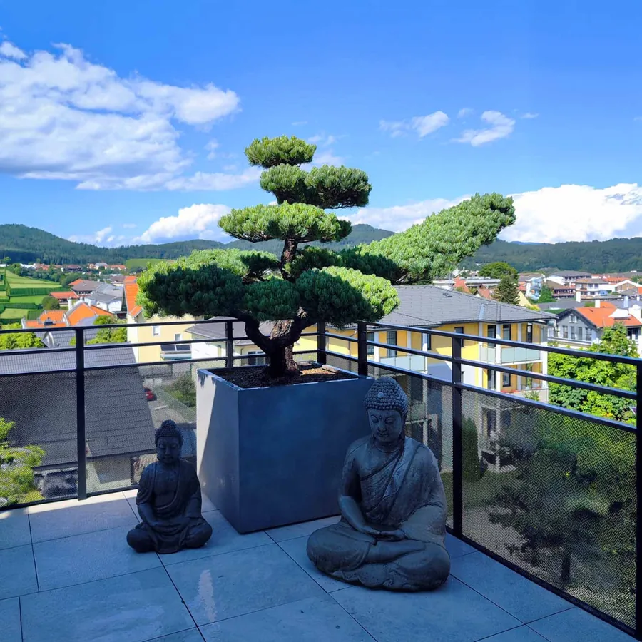 Formgehölz im Pflanzgefäß auf einer Terrasse mit Ausblick