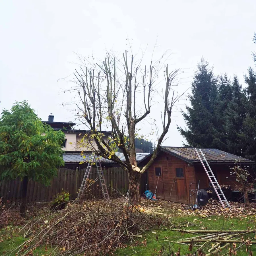 Fachgerecht ausgelichteter Baum nach dem Rückschnitt