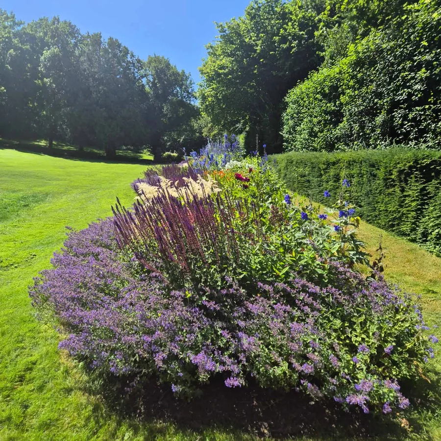 Blühende Stauden auf einer angelegten Gartenfläche