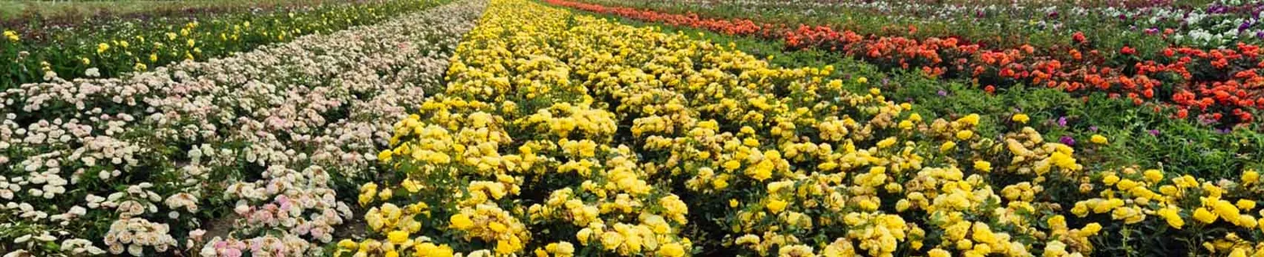 Breites Blumenfeld mit farbigen Blütenreihen