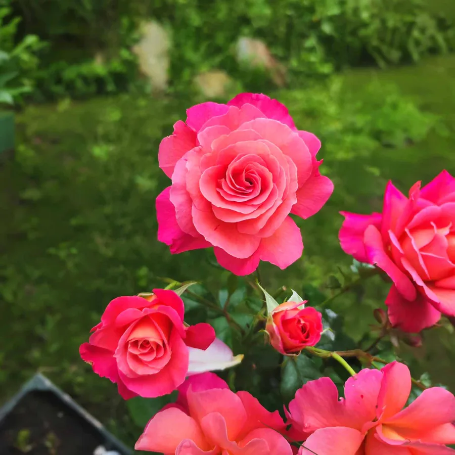 Rosenblüten im Garten
