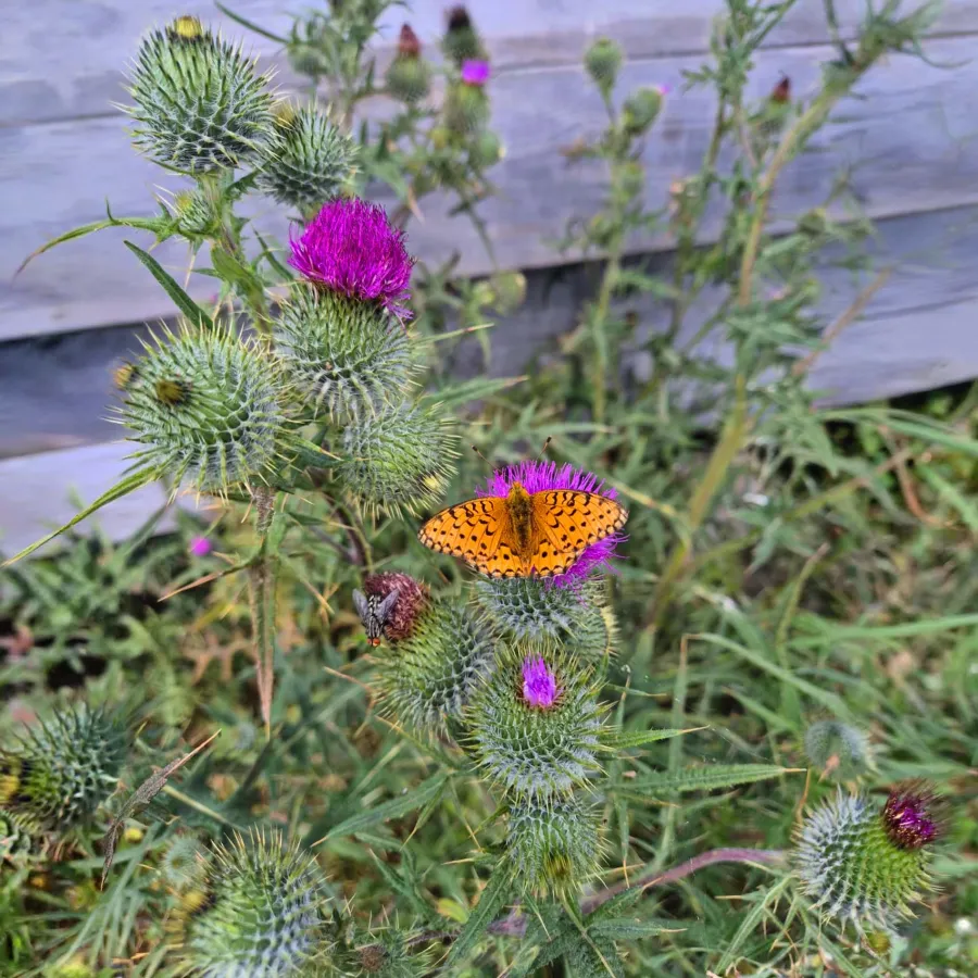 Schmetterling auf einer Distelblüte